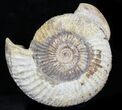 Parkinsonia Rariocostata Ammonite - England #30775-1